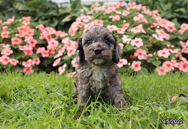 Cockapoo-DOG-Female-Blue Roan-4538-Petland Fort Walton Beach, FL