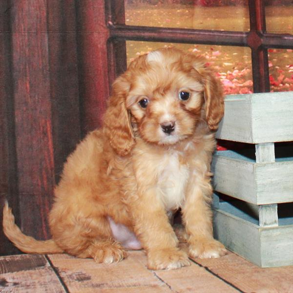 Cavapoo-DOG-Male-Red Golden-4562-Petland Fort Walton Beach, FL