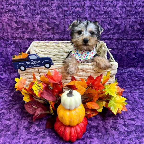 Silky Terrier-DOG-Male-Black / Tan-4578-Petland Fort Walton Beach, FL