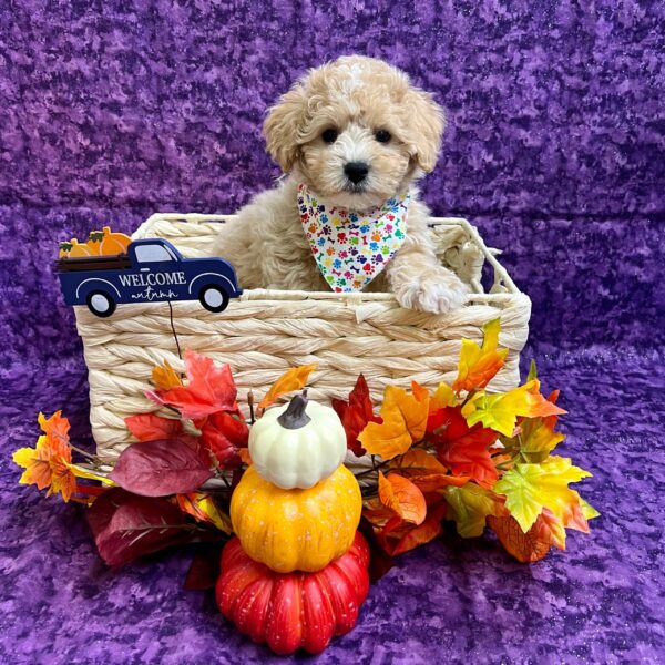 Maltipoo-DOG-Female-Cream-4582-Petland Fort Walton Beach, FL