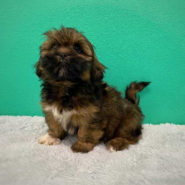 Lhasa Apso DOG Male Dark Golden 761 Petland Fort Walton Beach, FL