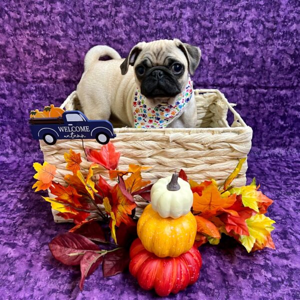 Pug-DOG-Female-Fawn-4537-Petland Fort Walton Beach, FL