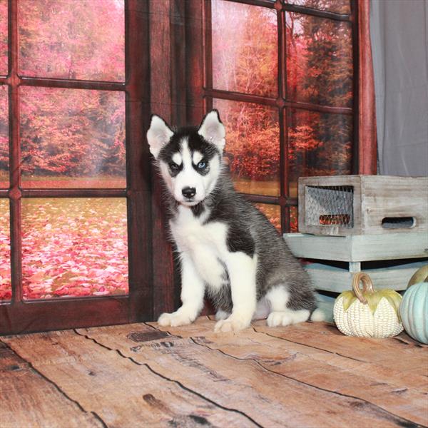 Siberian Husky-DOG-Female-Black / White-4616-Petland Fort Walton Beach, FL