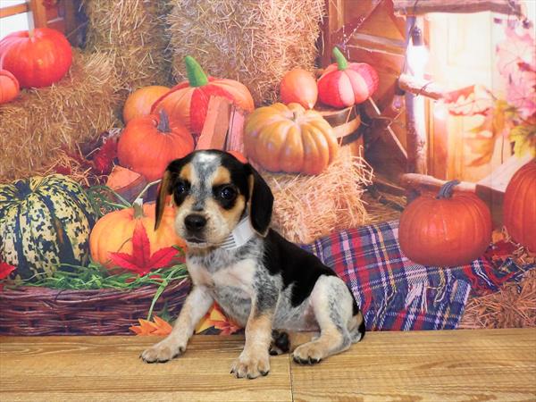 Beagle DOG Female Black White / Tan 4617 Petland Fort Walton Beach, FL