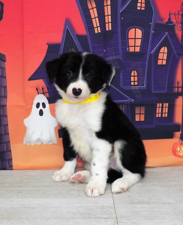 Border Collie DOG Male Black / White 4620 Petland Fort Walton Beach, FL