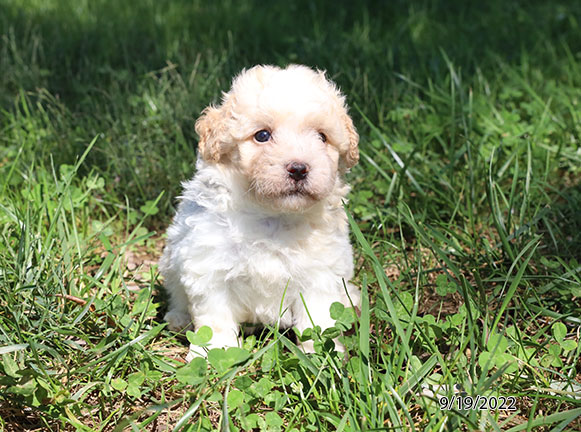 Havanese-DOG-Male-Red / White-4627-Petland Fort Walton Beach, FL