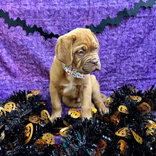 Dogue de Bordeaux DOG Male Red 4636 Petland Fort Walton Beach, FL