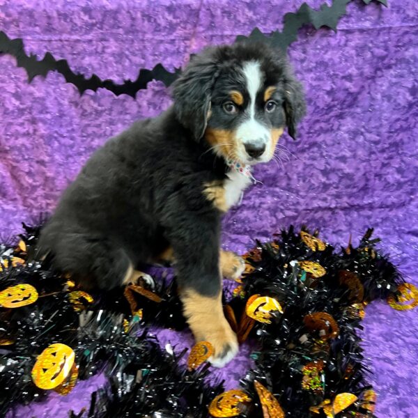 Bernese Mountain Dog-DOG-Male-Black Rust / White-4637-Petland Fort Walton Beach, FL