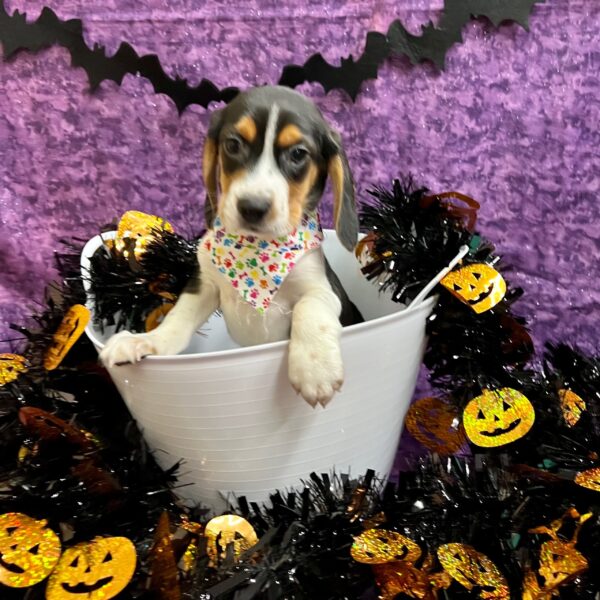 Beagle-DOG-Male-White Black / Tan-4640-Petland Fort Walton Beach, FL