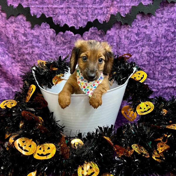 Dachshund DOG Male Red 4646 Petland Fort Walton Beach, FL