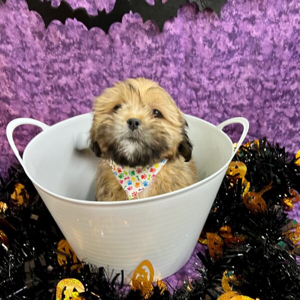 Lhasa Apso DOG Male Golden 4644 Petland Fort Walton Beach, FL