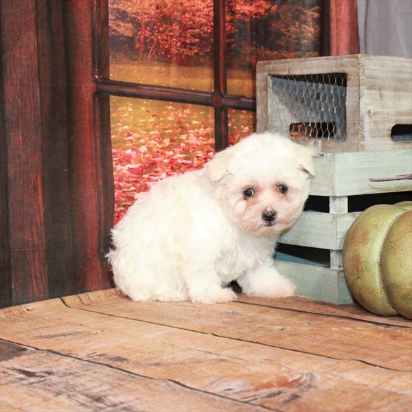 Maltese-DOG-Male-White-4668-Petland Fort Walton Beach, FL