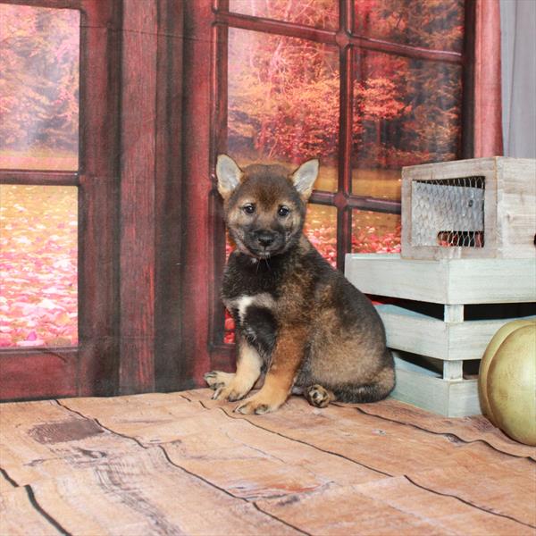 Shiba Inu-DOG-Male-Red Sesame-4670-Petland Fort Walton Beach, FL