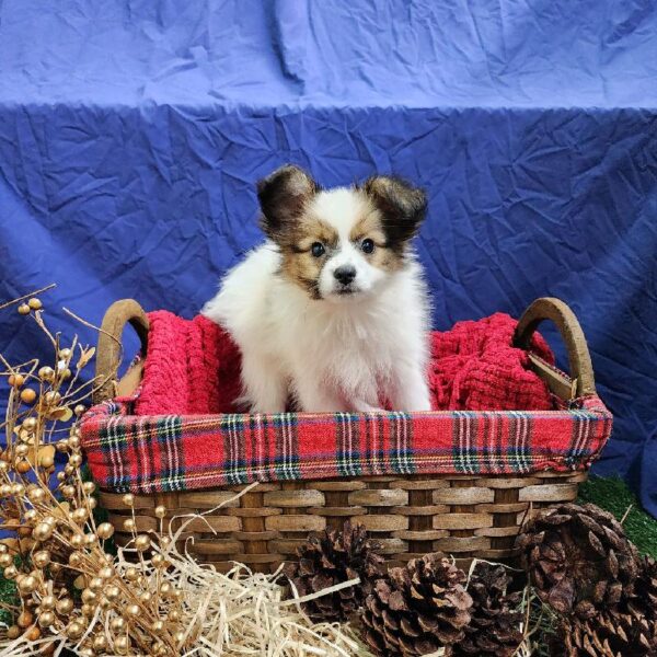 Papillon DOG Male Sable & White 4680 Petland Fort Walton Beach, FL