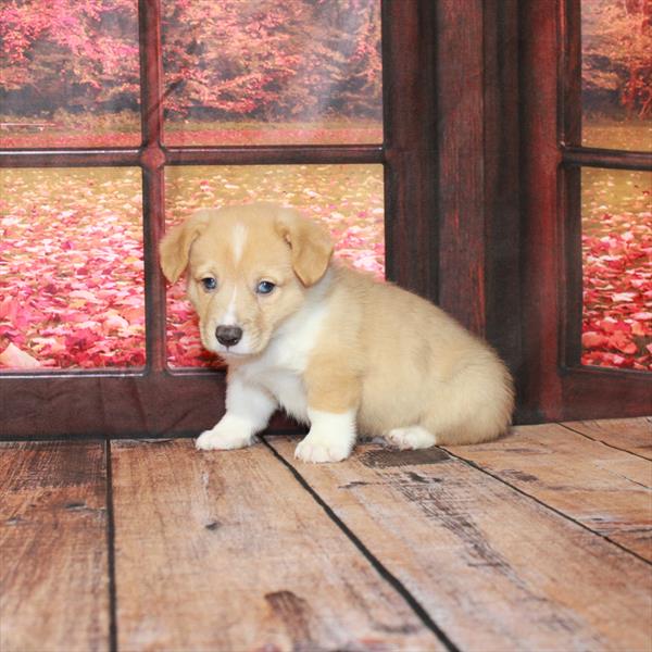 Pembroke Welsh Corgi DOG Male Red / White 4686 Petland Fort Walton Beach, FL