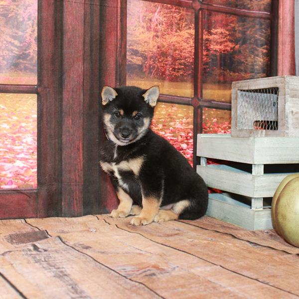 Shiba Inu-DOG-Male-Black / Tan-4688-Petland Fort Walton Beach, FL