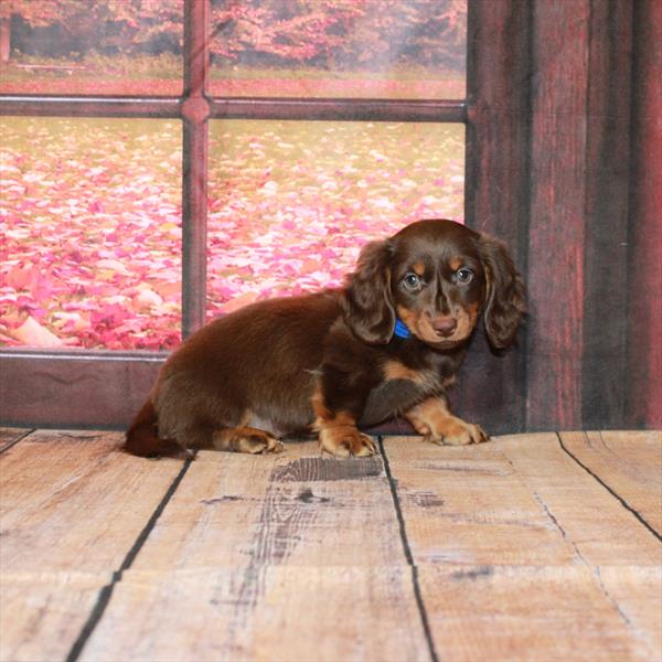 Dachshund DOG Female Chocolate / Tan 4690 Petland Fort Walton Beach, FL