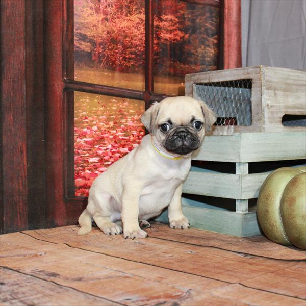 Pug-DOG-Male-Fawn-4691-Petland Fort Walton Beach, FL