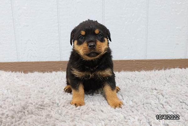 Rottweiler-DOG-Female-Black / Tan-4694-Petland Fort Walton Beach, FL