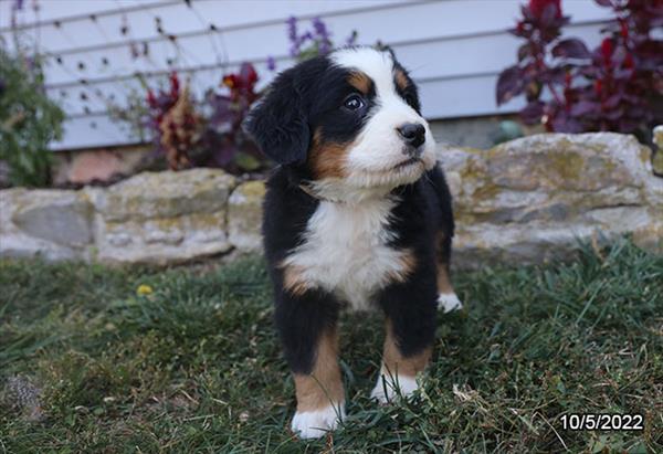 Bernese Mountain Dog-DOG-Female-Tri-Colored-4698-Petland Fort Walton Beach, FL