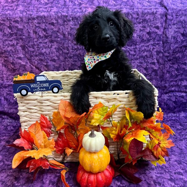 Goldendoodle DOG Female Black 4695 Petland Fort Walton Beach, FL