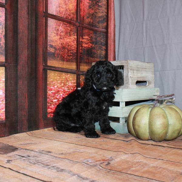 Cockapoo-DOG-Female-Black-4738-Petland Fort Walton Beach, FL