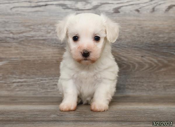 Coton De Tulear DOG Female White 794 Petland Fort Walton Beach, FL