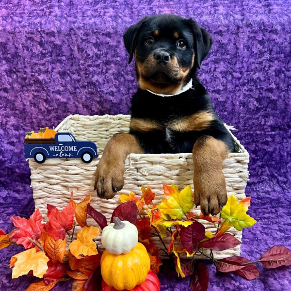 Rottweiler-DOG-Male-Black / Tan-4730-Petland Fort Walton Beach, FL