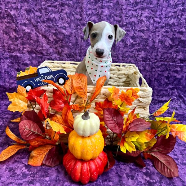 Italian Greyhound-DOG-Male-Blue Fawn-4731-Petland Fort Walton Beach, FL