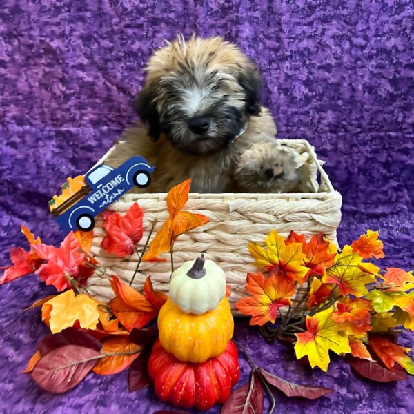 Soft Coated Wheaten Terrier-DOG-Male-Wheaten-4734-Petland Fort Walton Beach, FL