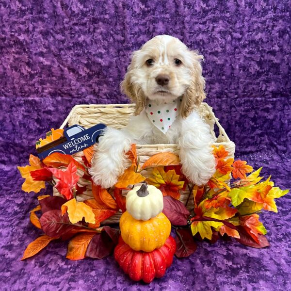 Cocker Spaniel DOG Male Buff 4736 Petland Fort Walton Beach, FL