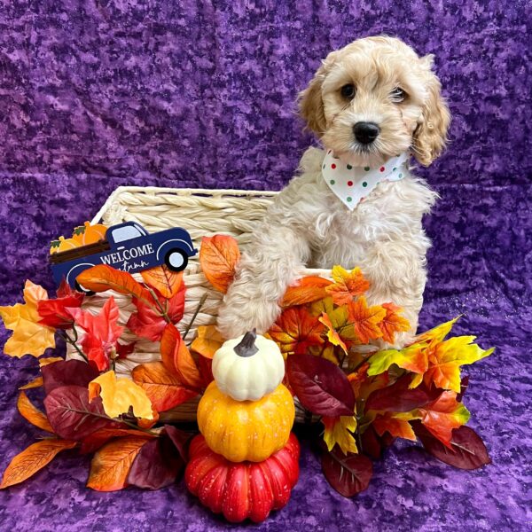 Cockapoo-DOG-Male-Buff-4737-Petland Fort Walton Beach, FL