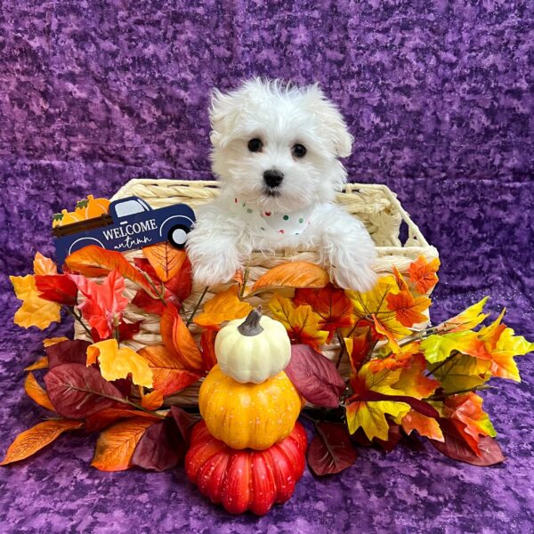 Maltese DOG Male White 4760 Petland Fort Walton Beach, FL