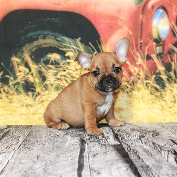 French Bulldog DOG Male Red 4779 Petland Fort Walton Beach, FL