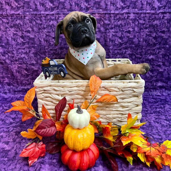 Bullmastiff-DOG-Female-Fawn-4767-Petland Fort Walton Beach, FL