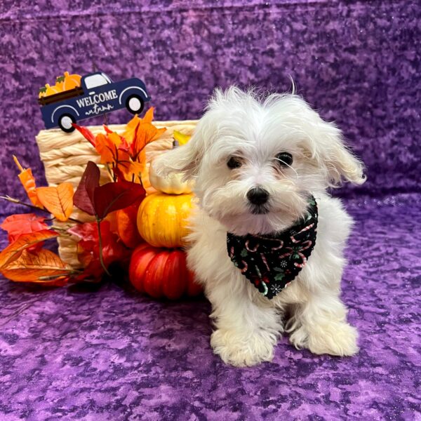 Maltese DOG Male White 4768 Petland Fort Walton Beach, FL