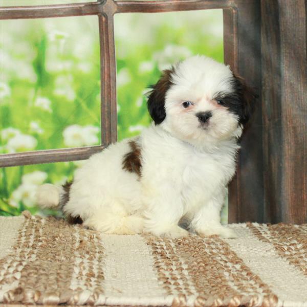 Shih Tzu-DOG-Female-White / Brindle-5898-Petland Fort Walton Beach, FL