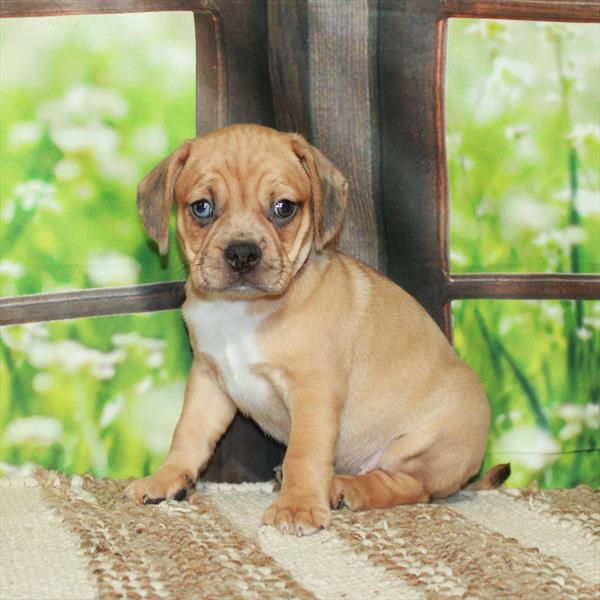 Puggle-DOG-Male-Red Merle-5901-Petland Fort Walton Beach, FL