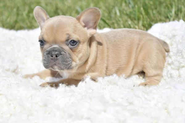 French Bulldog-DOG-Male-Fawn-5914-Petland Fort Walton Beach, FL