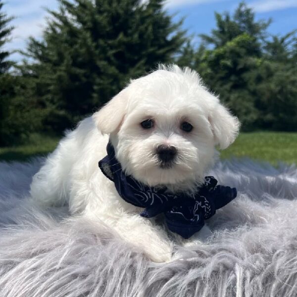 Maltese-DOG-Male-White-5982-Petland Fort Walton Beach, FL