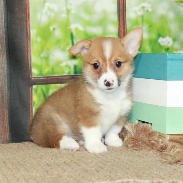 Pembroke Welsh Corgi-DOG-Female-Red / White-6030-Petland Fort Walton Beach, FL