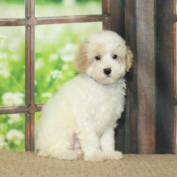 Poodle DOG Male White / Cream 6033 Petland Fort Walton Beach, FL