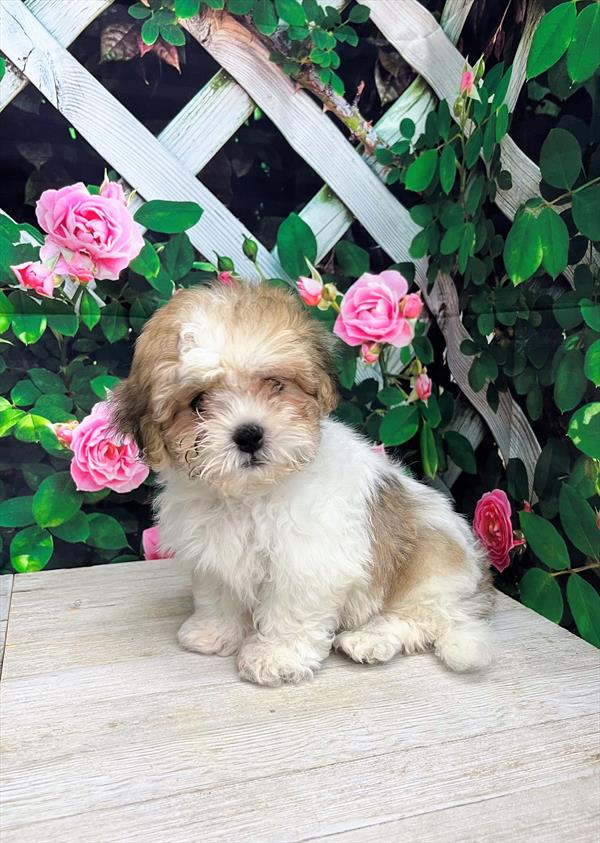 Teddy Bear-DOG-Male-Gold / White-6035-Petland Fort Walton Beach, FL