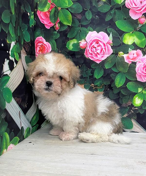 Teddy Bear-DOG-Female-Gold / White-6036-Petland Fort Walton Beach, FL