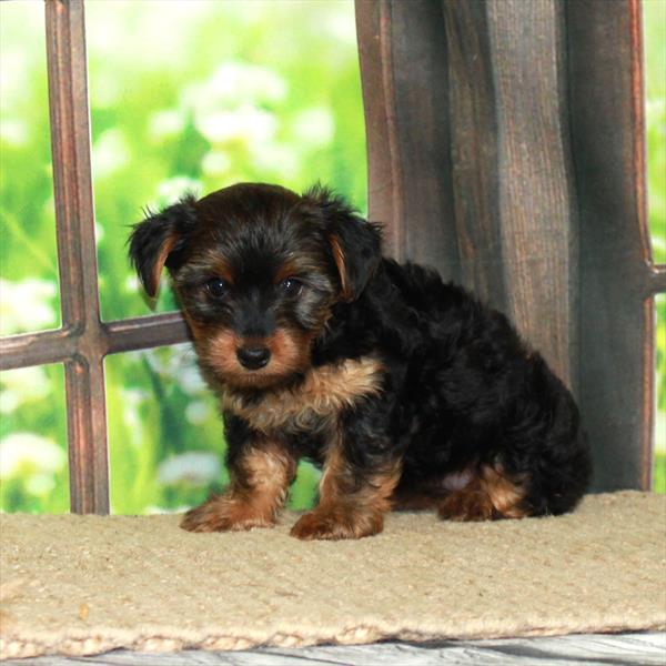 Yorkshire Terrier-DOG-Female-Black / Tan-6048-Petland Fort Walton Beach, FL