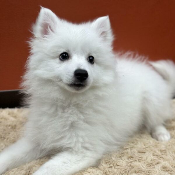 American Eskimo-DOG-Male-White-6087-Petland Fort Walton Beach, FL