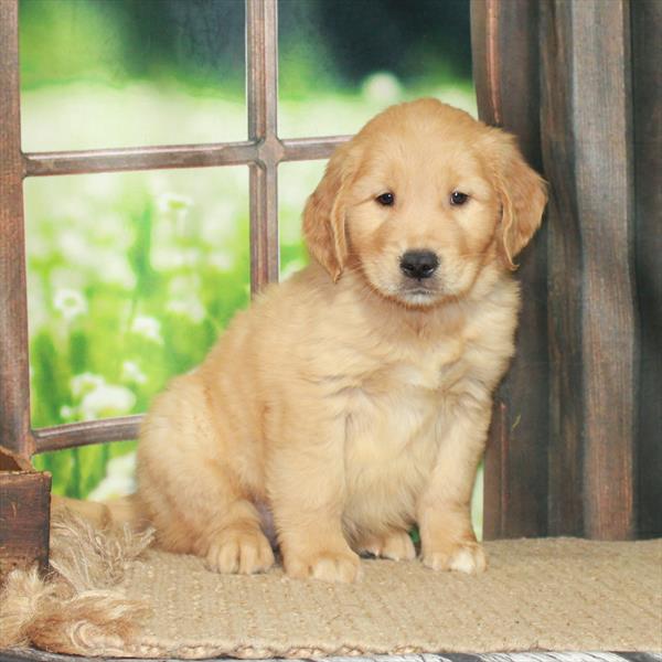 Golden Retriever-DOG-Male-Golden-6107-Petland Fort Walton Beach, FL