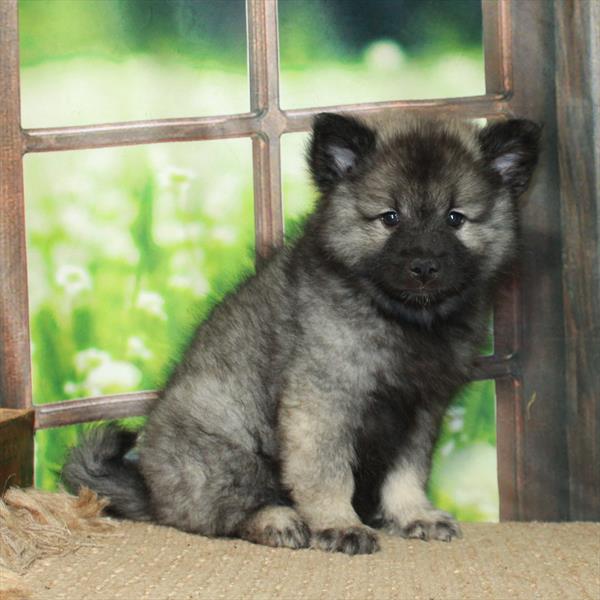 Keeshond-DOG-Female-Silver / Black-6108-Petland Fort Walton Beach, FL