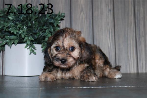 Cavapoo-DOG-Male-Sable Merle-6135-Petland Fort Walton Beach, FL