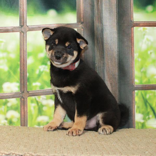 Shiba Inu-DOG-Male-Black / Tan-6142-Petland Fort Walton Beach, FL